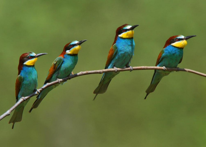 Ethiopia Birding Tour